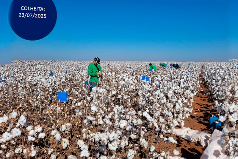 Campos demonstrativos da Ampasul orientam os cotonicultores mais uma vez