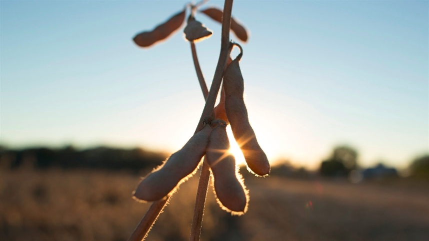 Soja fecha semana em baixa apesar de alta mensal