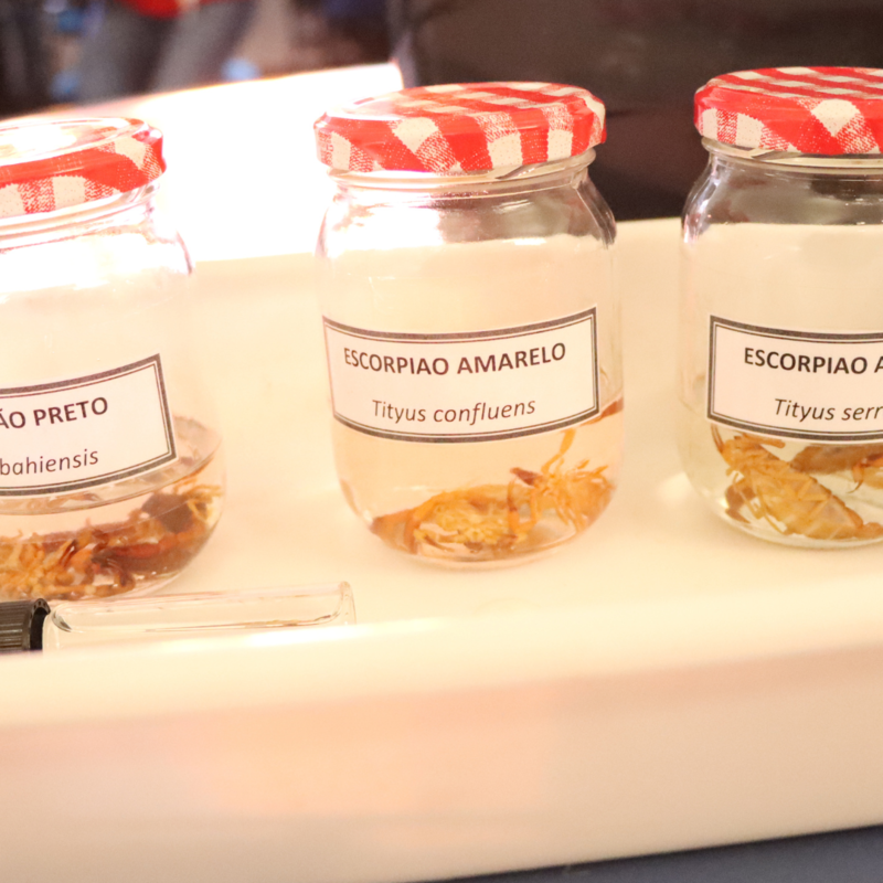 Agosto é mês de reprodução dos escorpiões: todo cuidado é necessário