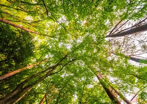 Governo de MS paga por floresta preservada e impulsiona nova economia