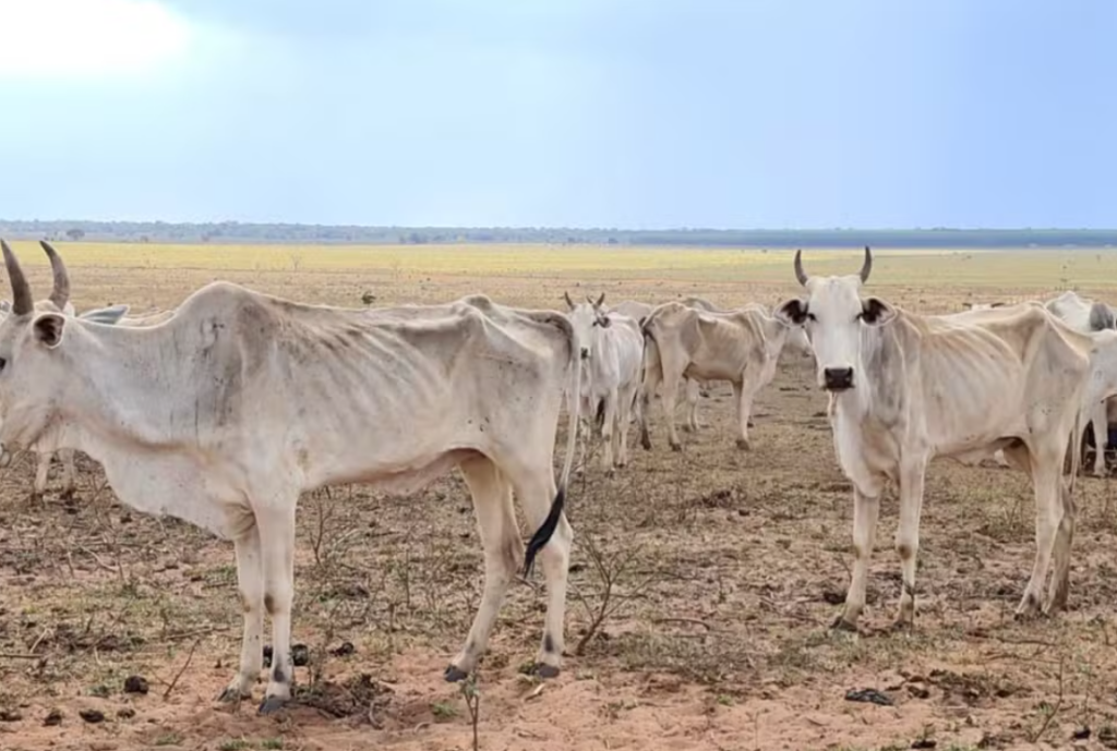 Fazendeiro é multado em R$ 368,5 mil por maus-tratos a 700 cabeças de gado em Paraiso das Águas