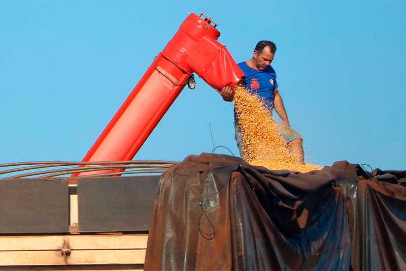 MS bate recorde na produção de milho tendo Chapadão do Sul com maior produtividade