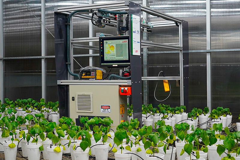 Robô usa luz para diagnóstico precoce de doença em algodão e soja