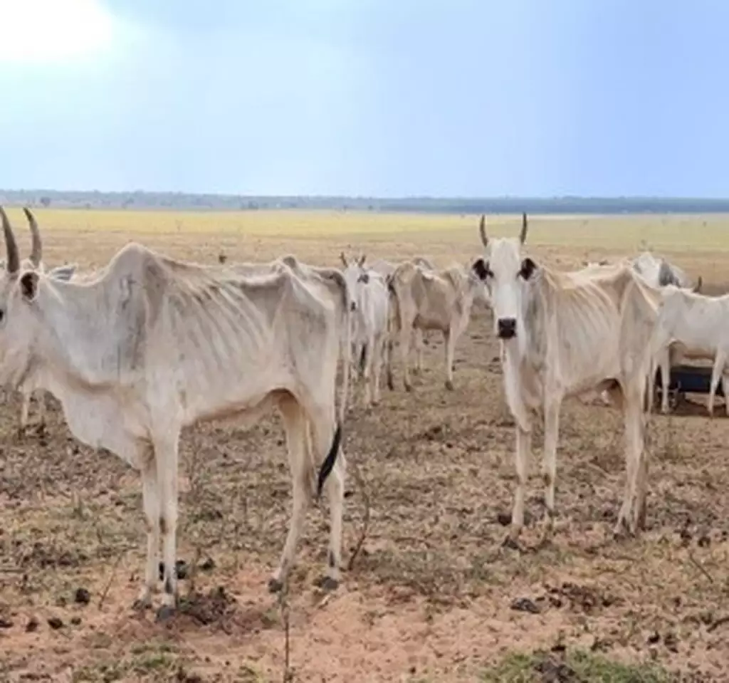 Criador de gado é multado em R$ 368,5 mil por maus-tratos a 737 animais em MS