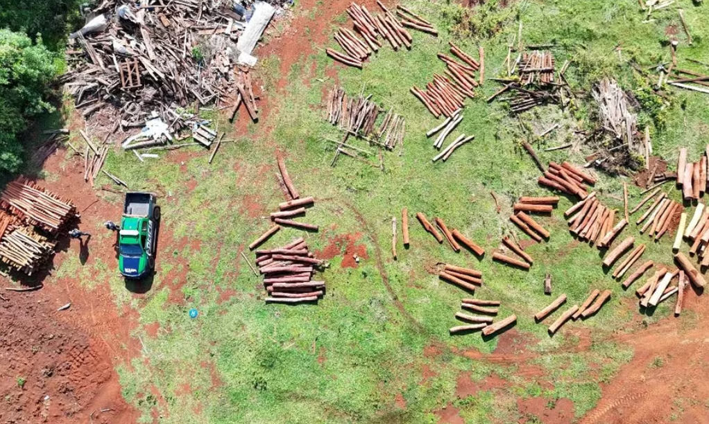 PMA multa fazendeiro por desmatar árvores nativas em Maracaju (MS)