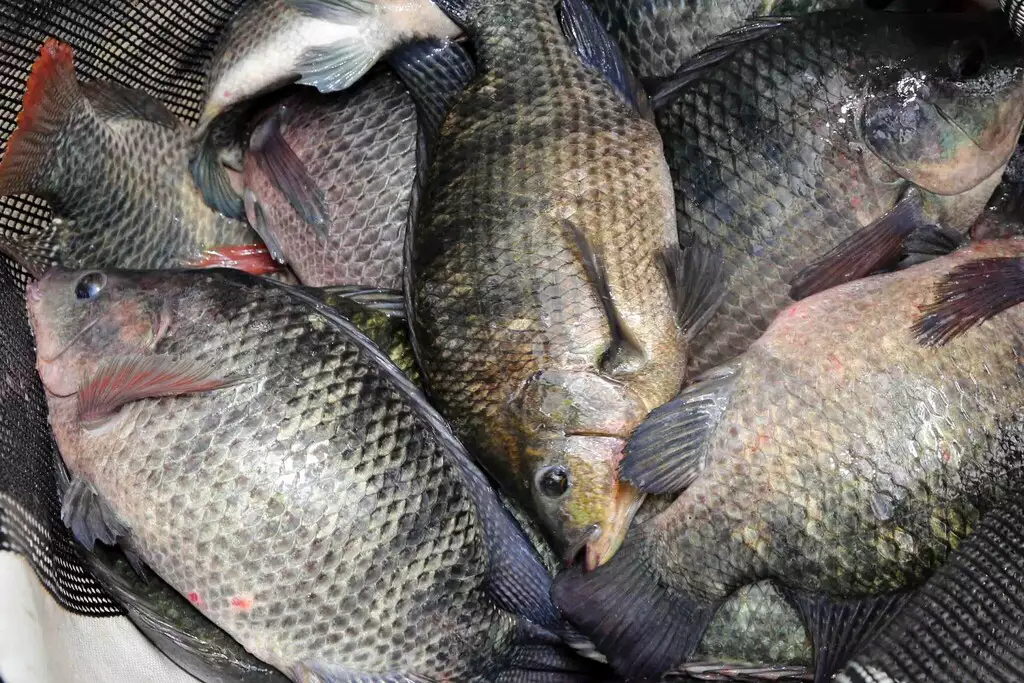 Proibição da tilápia ameaça exportações que renderam R$ 35 mi para MS em 2025