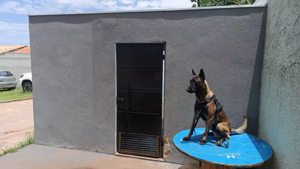 Comunidade banca até canil para crimes diminuírem na região da Mata do Jacinto