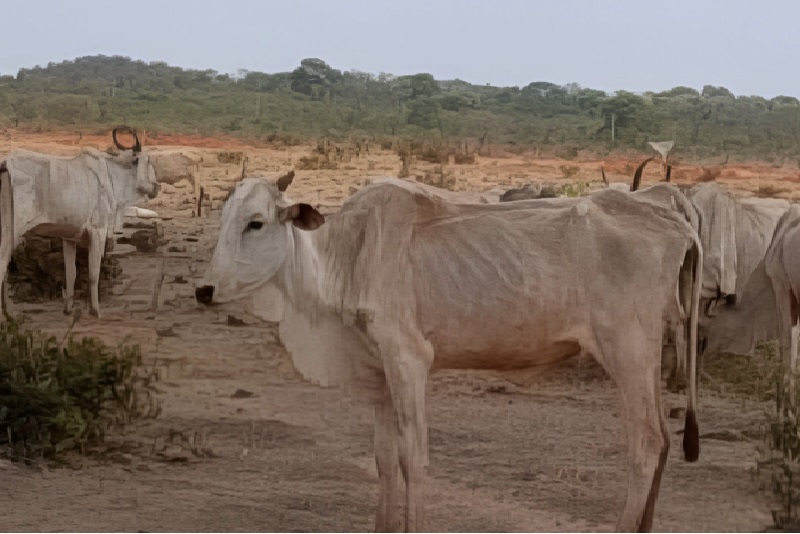 Fazenda em Paraíso das Águas é investigada sobre maus-tratos a mais de 8 mil bovinos