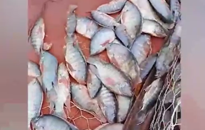 Peixes são encontrados mortos após transbordamento do Rio Anhanduí