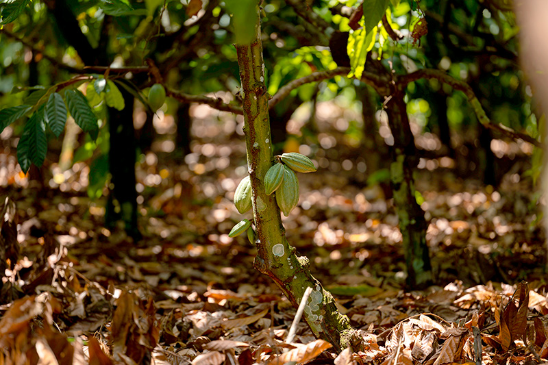 Sicredi na COP30 reforça a importância das cooperativas de crédito como solução estratégica no enfrentamento aos desafios climáticos