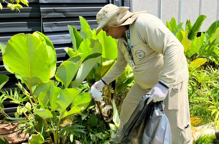 Estudo associa presença da Wolbachia à queda da dengue em Campo Grande