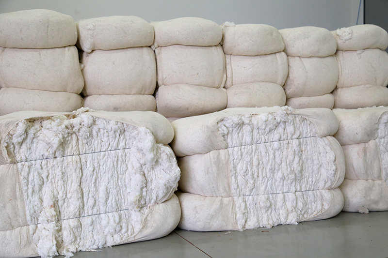 ALGODÃO/CEPEA: Preços seguem estáveis há 3 meses