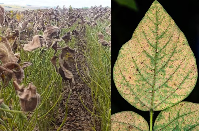 Fungo cresce 375% em lavouras, reduz produtividade e ameaça safra de soja em MS