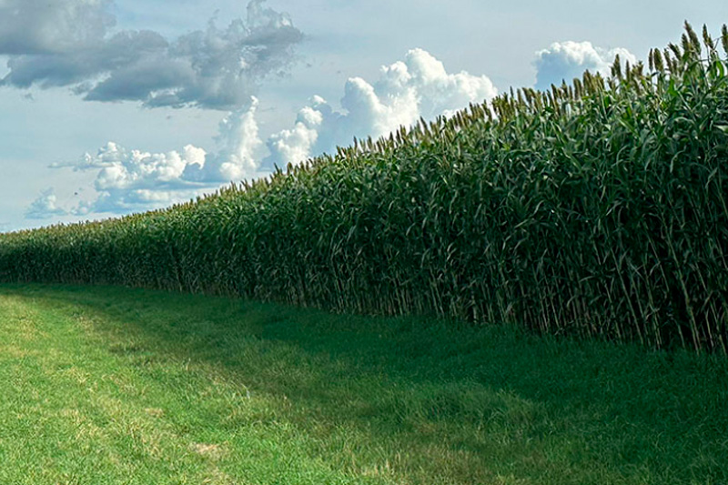 Novo sorgo forrageiro gigante chega ao mercado com alta produtividade e qualidade
