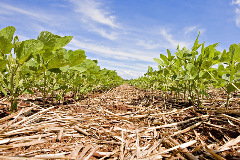Adoção de boas práticas reduz custos de produção da soja