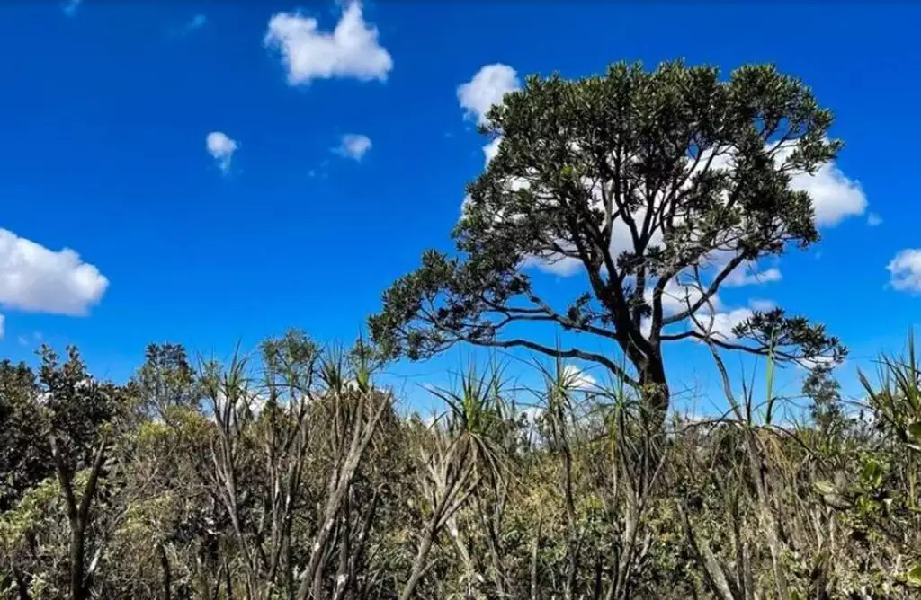 Cerrado perde cada vez mais vegetação em MS e põe em risco o futuro do Pantanal