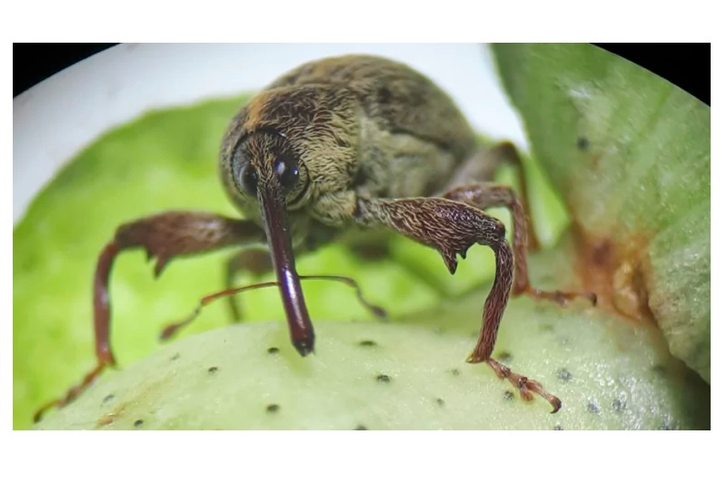 Ampasul promove reunião com palestra do Dr Paulo Degrande sobre pragas desta safra