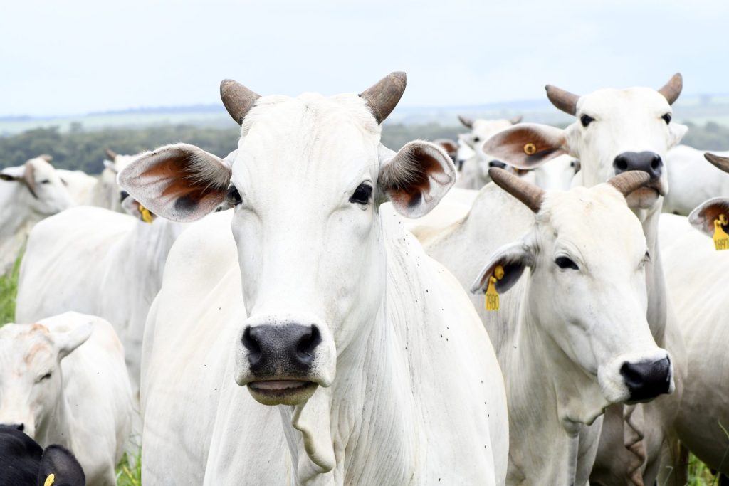 Governo amplia acesso ao crédito rural para melhorar genética de rebanhos
