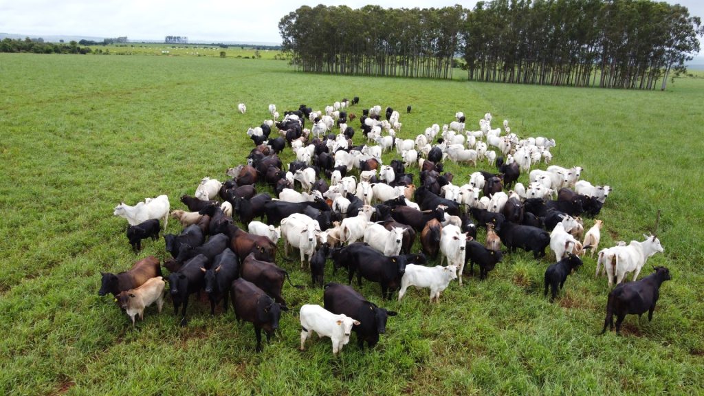 Com maior crescimento do país, agro de MS é fruto de incentivo, modernidade e sucesso do homem do campo