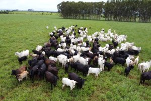 Com maior crescimento do país, agro de MS é fruto de incentivo, modernidade e sucesso do homem do campo