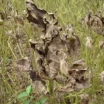 Inteligência artificial entra em campo contra a ferrugem asiática da soja