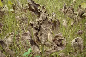 Inteligência artificial entra em campo contra a ferrugem asiática da soja