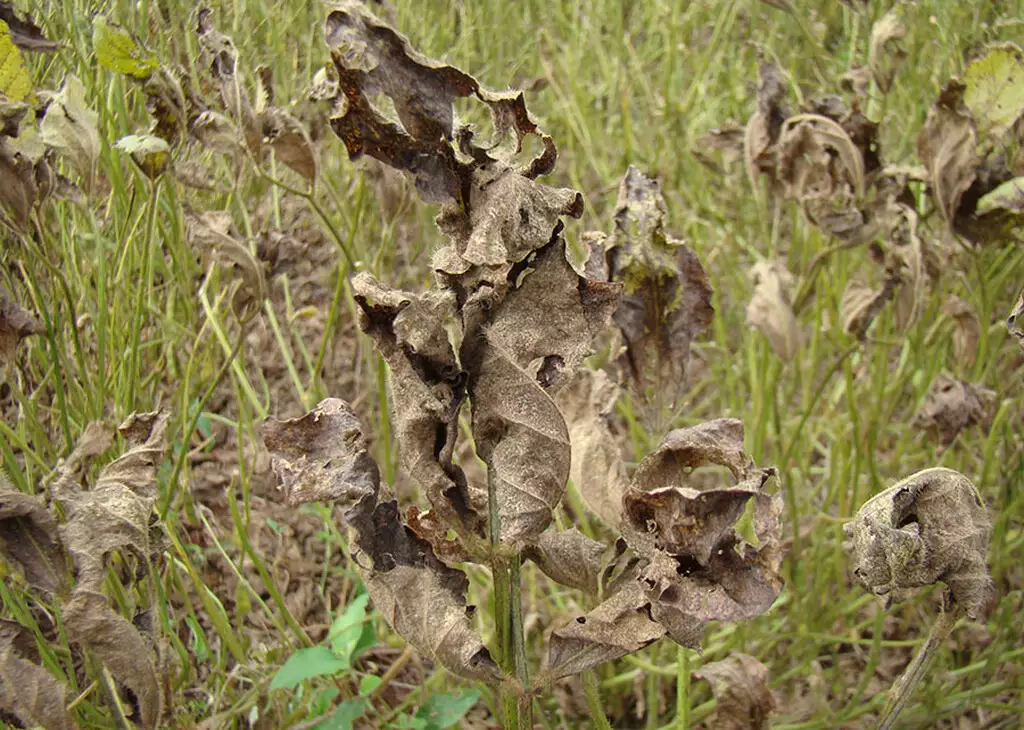 Inteligência artificial entra em campo contra a ferrugem asiática da soja