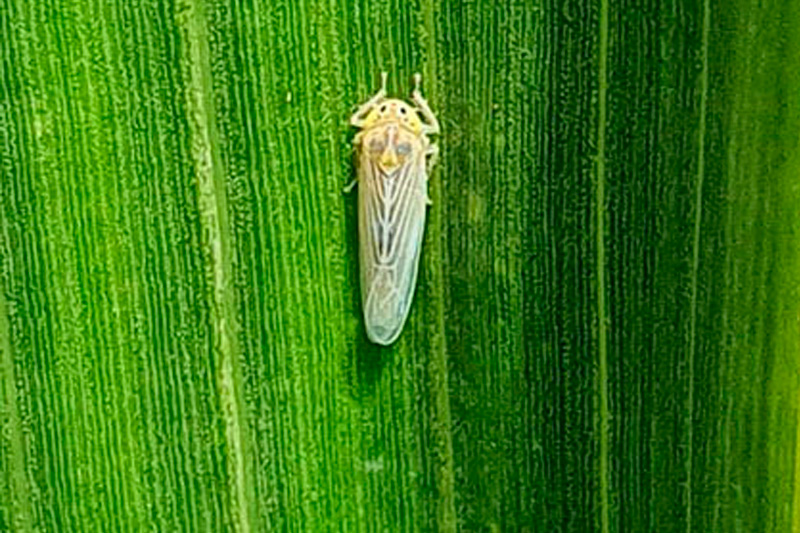 Cigarrinha-do-milho causa prejuízo de 25,8 bilhões de dólares ao País em quatro anos