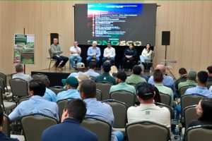 Controle eficiente da mosca-branca e lagarta do cartucho depende do manejo adequado e combinação de químico com biológicos