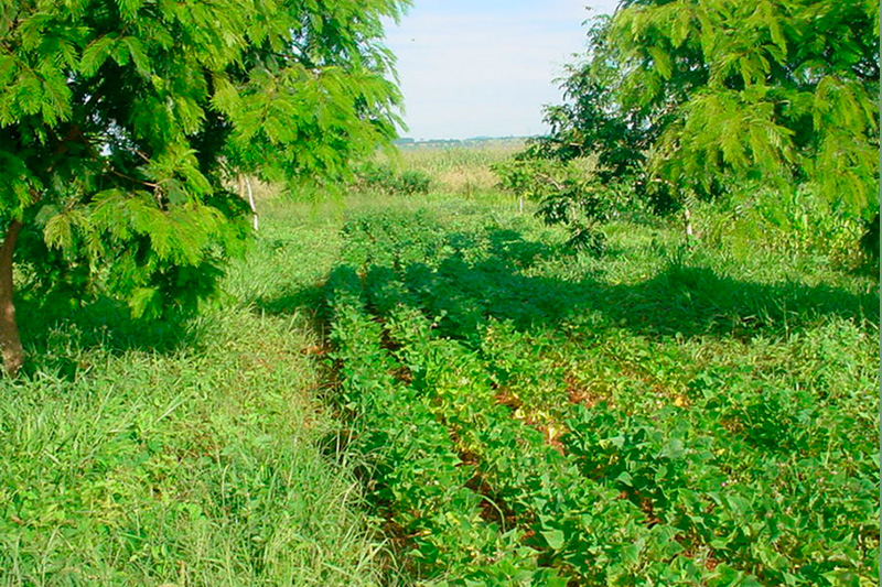 Sistema agroflorestal produz alimentos e dobra o carbono estocado no solo do Cerrado
