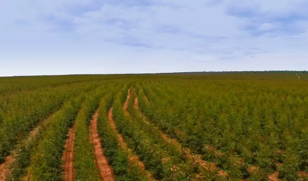 Receita da celulose se concentra e municípios do leste de MS cobram compensação