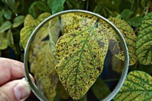 Casos de ferrugem asiática da soja sobem para 70 focos