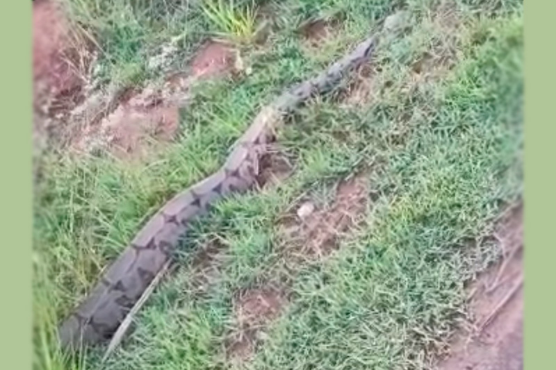 Jiboia de quase 3 metros é encontrada por moradores durante caminhada na MS-316, em Paraíso das Águas