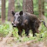 Homem é encontrado morto perto de córrego e polícia suspeita de ataque de javalis em MS