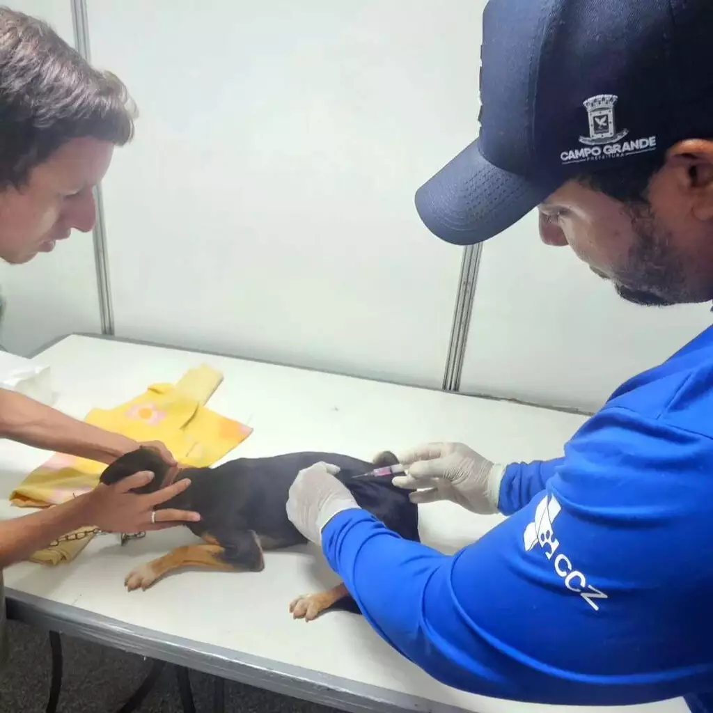 Sesau confirma 5º caso de raiva em morcego e pede vacinação de pets