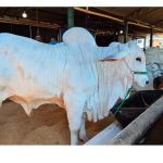 Hoje tem julgamento da raça Tabapuã na 32ª Exposul