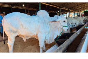 Hoje tem julgamento da raça Tabapuã na 32ª Exposul