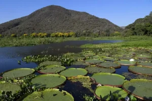Ambientalistas veem ameaça ao Pantanal em pacote aprovado pela Câmara
