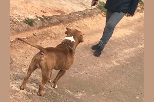 Pit Bull solto ataca varredores de ruas em Chapadão do Sul