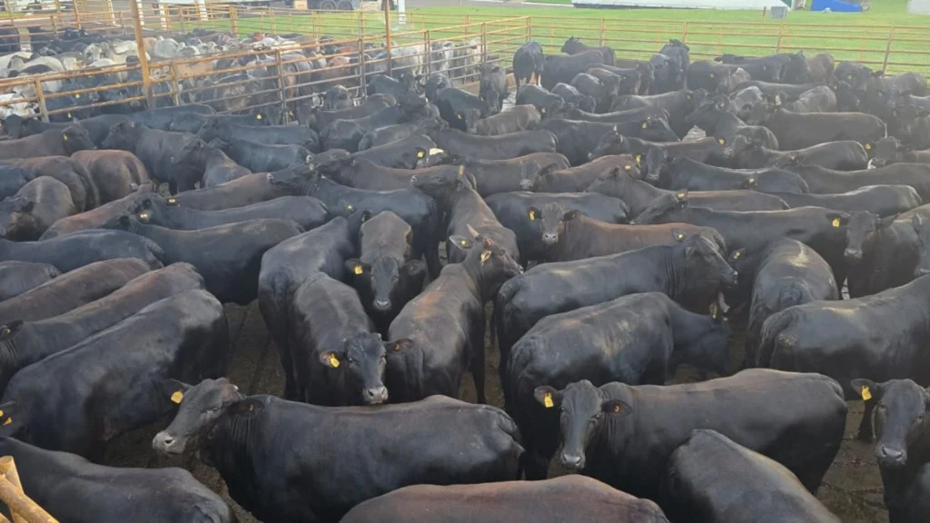 Chapadão do Sul: novilhas Angus atingem 23 arrobas e 55% de rendimento
