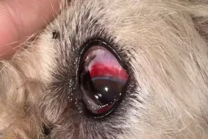 Cachorro é espancado a pauladas e resgatado com lesão grave no olho
