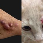 Conhece? Em 2026, ‘doença do jardineiro’ já foi confirmada em gatos e humano de Campo Grande