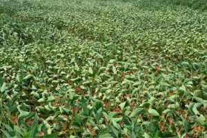 Em ano de El Niño, Embrapa apresenta 163 medidas para gestão de riscos climáticos no campo