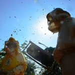 Selo criado em Campo Grande ganha ouro em prêmio de inovação apícola