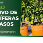 Sindicato Rural de Chapadão do Sul oferece curso de cultivo de frutíferas em vasos