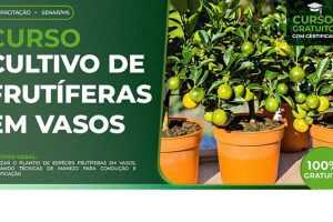 Sindicato Rural de Chapadão do Sul oferece curso de cultivo de frutíferas em vasos