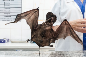 Raiva avança em Campo Grande e 14 morcegos contaminados são identificados em 2026